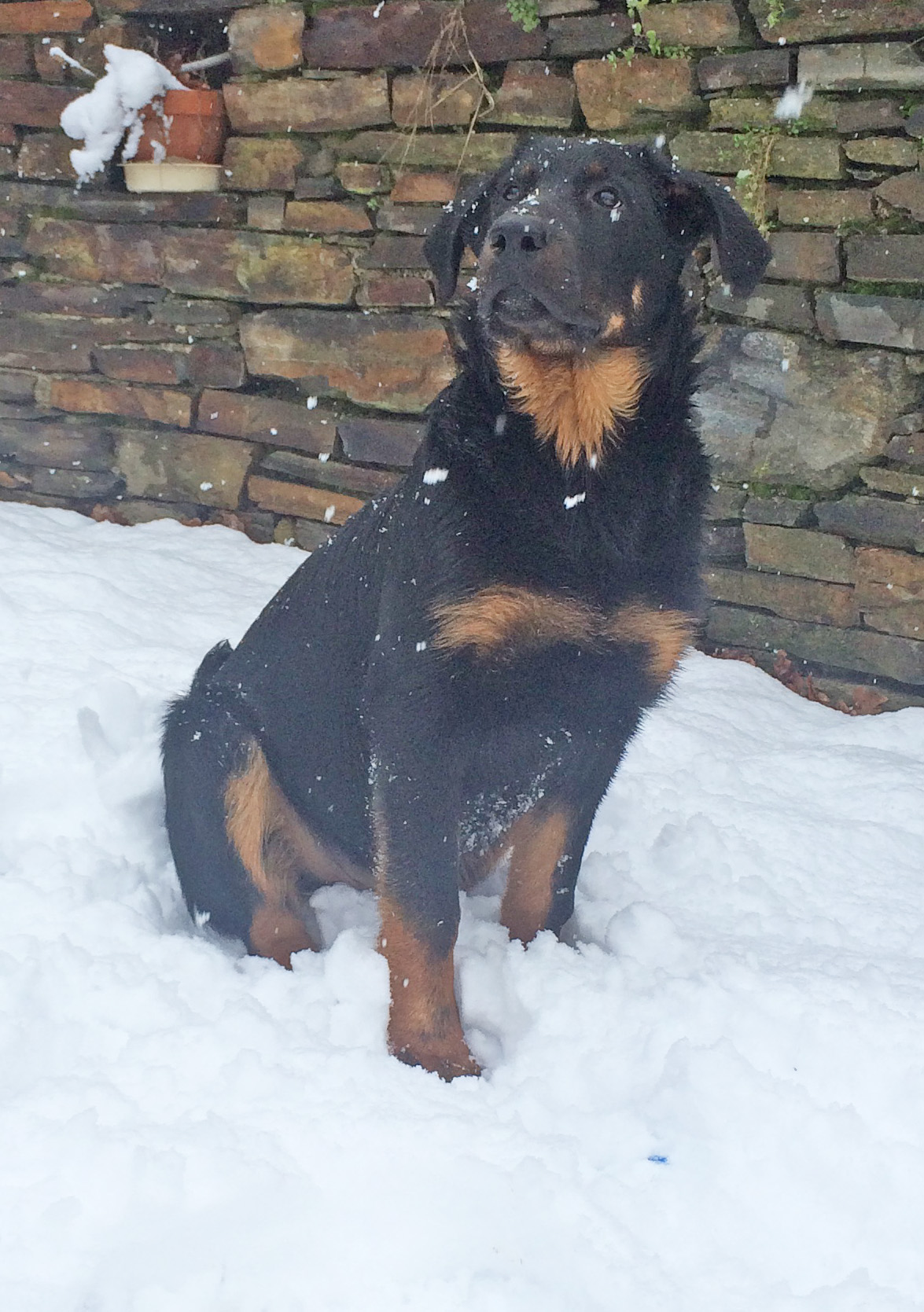  domainedelalicorne.fr photo chien beauceron photo chiot beauceron Elevage de beauceron chiot beauceron pure race élevage du clos de la licorne elevage des gardiens de la licorne elevage beauceron noir et feu authentique gros gabarits élevage de Beauceron familial sérieux et qualité domainedelalicorne.fr suivi des chiots conseil d’éducation chiot propre bas rouge santé caractère spécialiste du beauceron noir et feu ou arlequin chien rustique berger de France  nos chiots sont élevés avec amour et attention notre passion au service de la qualité Beauceron de qualité et sportif domaine de la licorne 04380 BARRAS élevage en liberté éleveur berger de beauce élevage de beauceron de travail 06 11 20 51 93 site domainedelalicorne.fr mail domainedelalicorne@gmail.com